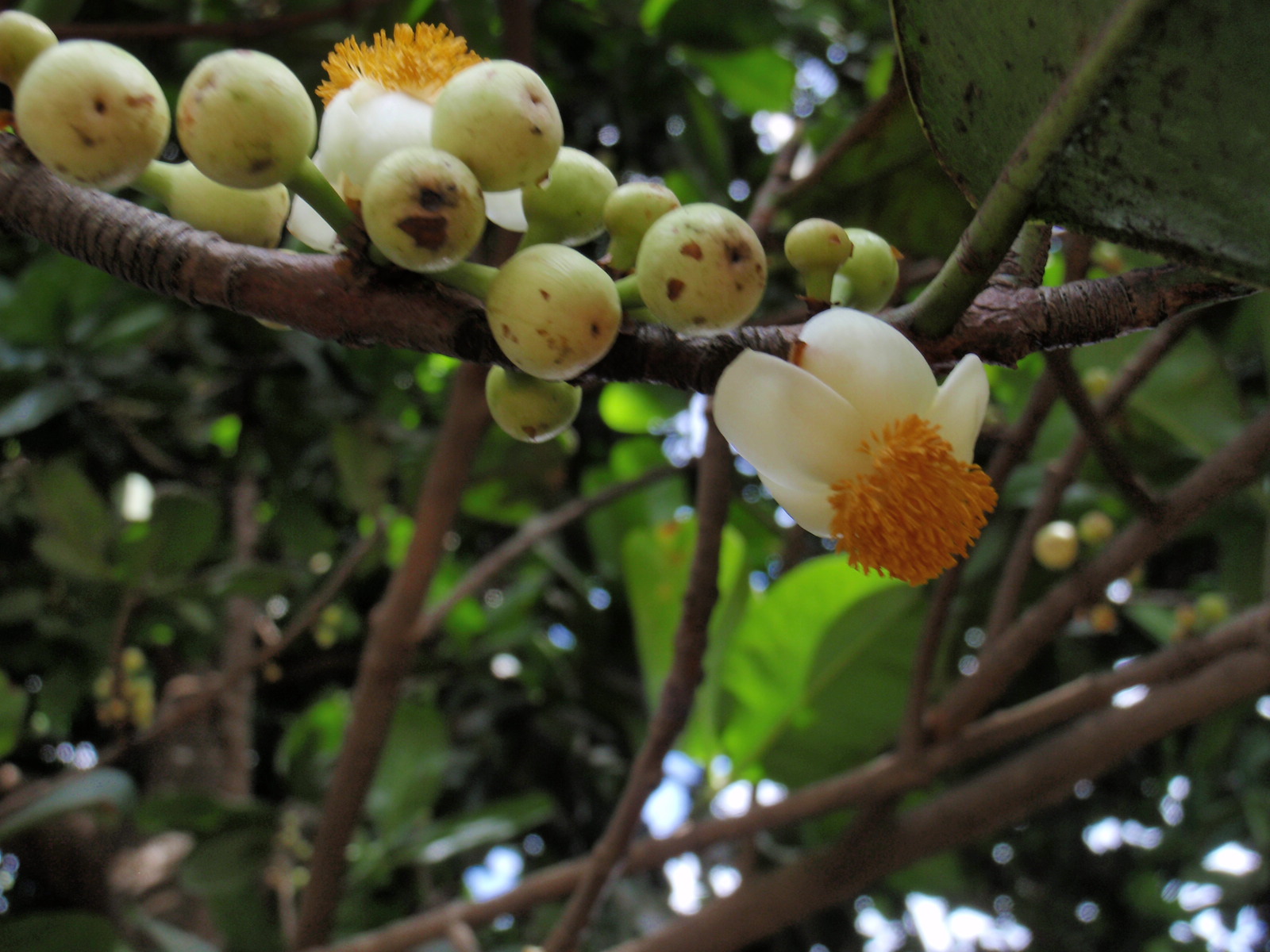 معرفی و راهنمای پرورش درختان میوه - سیب مامی